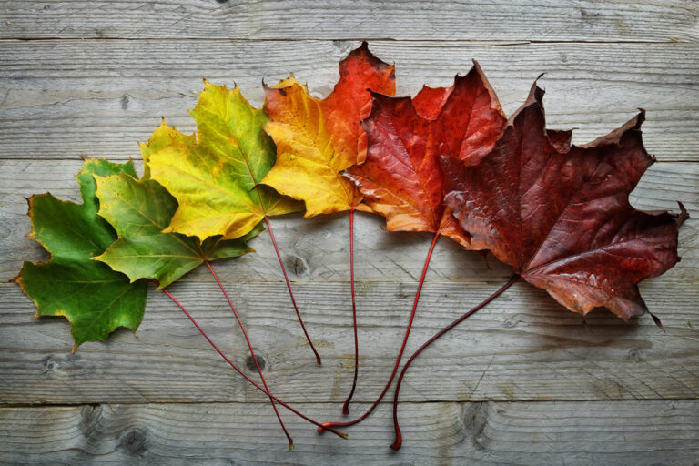 colourful fall leaves