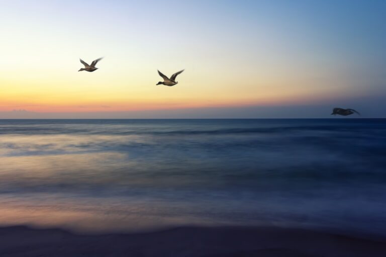 Birds flying over seaside at sunset representing The Grief Recovery Method