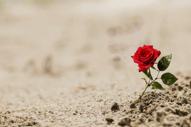 Love,resilience,gratitude